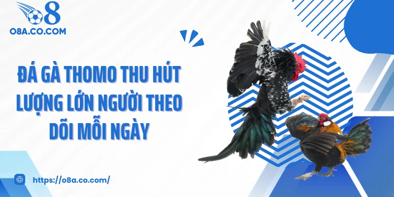 Đá gà thomo thu hút lượng lớn người theo dõi mỗi ngày