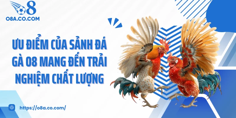 Ưu điểm của sảnh đá gà O8 mang đến trải nghiệm chất lượng